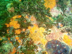 Exallosorus harveyanus