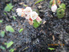 Crassula capensis capensis