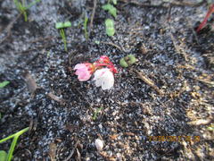 Crassula capensis capensis