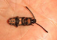 Xylinada maculipes