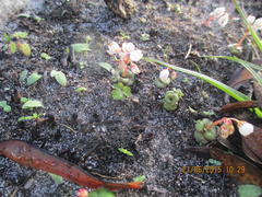 Crassula capensis capensis