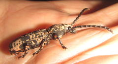 Xylinada maculipes