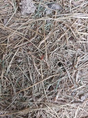 Camponotus decipiens