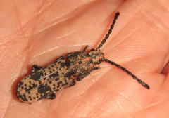 Xylinada maculipes