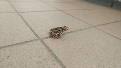 Pelophylax nigromaculatus