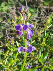 Comesperma volubile