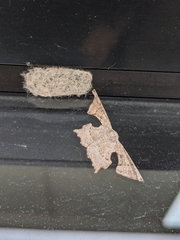 Cathetus euthysticha