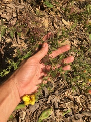 Aureolaria pectinata