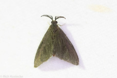 Cryptothelea gloverii