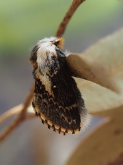 Porela vetusta