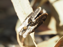 Porela vetusta