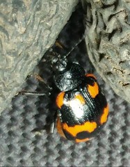 Gallerucida bifasciata