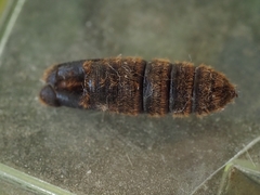Porela vetusta