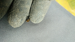 Gallerucida bifasciata