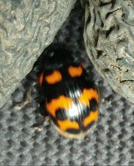 Gallerucida bifasciata