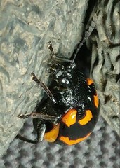 Gallerucida bifasciata