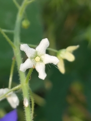 Echinopepon wrightii