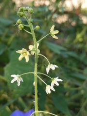 Echinopepon wrightii