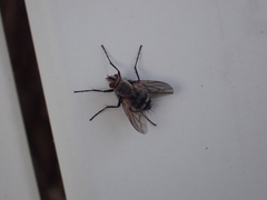 Microphthalma disjuncta