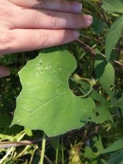 Echinopepon wrightii