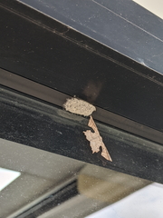 Cathetus euthysticha