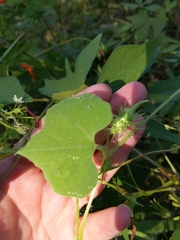 Echinopepon wrightii