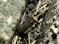 Eleutherodactylus campi