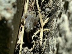 Eleutherodactylus campi