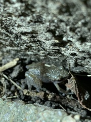 Eleutherodactylus campi