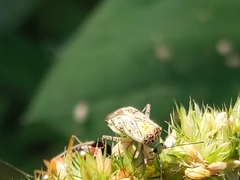 Taedia marmorata