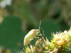 Taedia marmorata