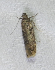 Chionodes obscurusella