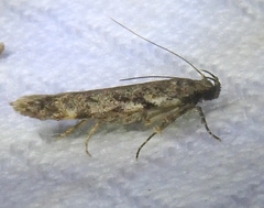 Chionodes obscurusella