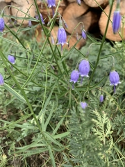 Adenophora stenanthina