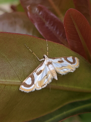 Theila siennata