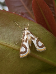 Theila siennata