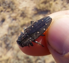 Chrysobothris basalis