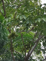 Sterculia foetida