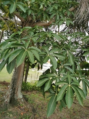 Sterculia foetida