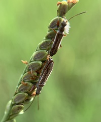 Paromius longulus