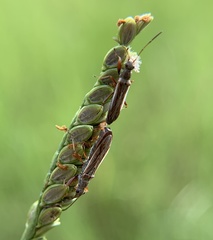 Paromius longulus