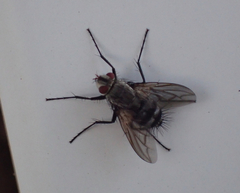 Microphthalma disjuncta