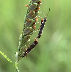 Paromius longulus