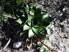Hermas ciliata