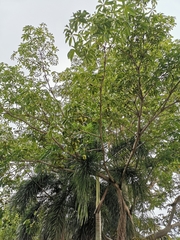 Sterculia foetida