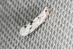 Otiocerus francilloni