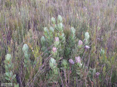 Protea speciosa