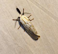 Rhodogastria similis