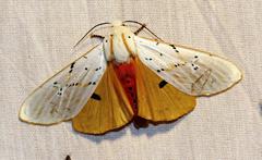 Rhodogastria similis