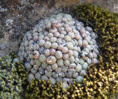 Conophytum piluliforme piluliforme